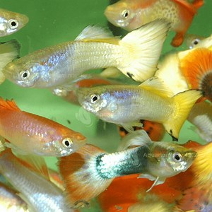 Male Guppy | Guppies | Livebearers | Aquarium Industries