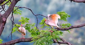 Crested Ibises (朱鹮,Nipponia nippon), in Shaanxi province. They are under top-class state protection in #China. (老黄牛X ) ❤️❤️❤️ #Chinese #nature #birds #wildlife #travel #peace #beauty #beautiful #love | Lin hillside