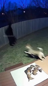 Heart-pounding footage from a backyard dog saves the day. security camera captured the moment a mother dog turned into a fierce defender to protect her litter of puppies from a black bear. The intruder scaled the fence and landed within feet of the sleeping pups before the mother launched her counterattack. In the video, dated December 2, 2025, the dog can be seen charging without fear, nipping at the bear's flanks and barking relentlessly. The bear, clearly overmatched by the dog's spirit, scra