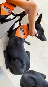 Today we had the honor or honoring SGT MAJOR AX SARAH MORAVIA… sometimes we fail to honor our four legged battle buddies who risk their lives to save the men and women who save ours lives as well… The Fayetteville Pet Resort is a proud military owned business that has been serving our community for 20 years and we look forward to doing more work giving back and honoring our community and service members! | The Fayetteville Pet Resort