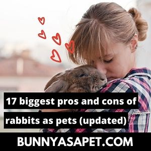 17 Biggest Pros And Cons Of Rabbits As Pets (Updated 2023)