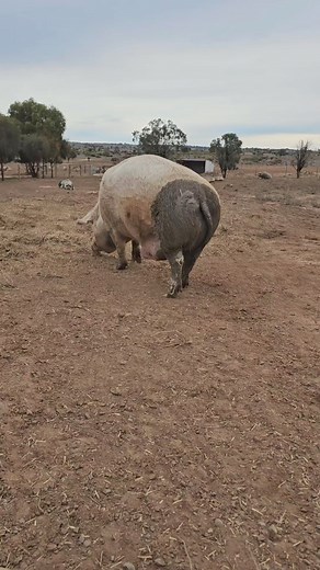 3.5K views · 94 reactions | Well, its obvious. Angus must have a hot date. He only brings out the mud pants for special occasions!  ❤️ FUREVER FARM - Where the voiceless come to speak ❤️ | Furever Farm | Facebook