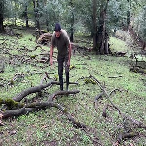 3.9K views · 80 reactions | Building Survival Shelter In The Trunk & Solo Overnight In Bushcraft Tree Hut, Fireplace With Mud | Guhia | Facebook