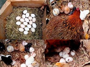 Chicken harvesting eggs to chicks | BIRD 24