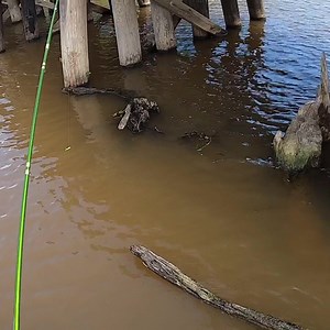 13M views · 10K reactions | Bam! Catchin slabs on the first drop #acccrappiestix #crappiefishing #crappie #fishing #springfishing | ACC Crappie Stix | Facebook