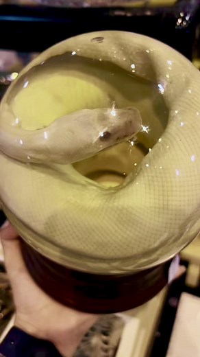 I’m a snaaaaake 🐍✨ Find the best selection of preserved specimens at Oddities & Curiosities Expo — like this assortment of snakes from Blood Moon Oddities🔮 Visit OdditiesAndCuriositiesExpo.com for more info about our upcoming events! 🕷️ #odditiesandcuriositiesexpo #creepitreal #weirdandwonderful | Oddities & Curiosities Expo