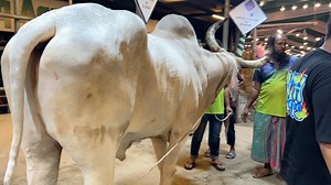 16K views · 1.9K reactions | Huge Heavyweight Giant Pagla Long Horn...