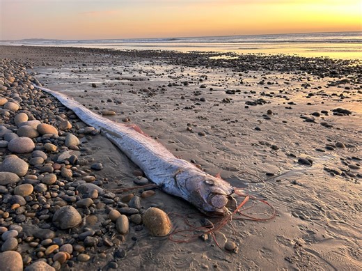 What Are Doomsday Fish? Mysterious Creatures Wash Up on Southern California Shores