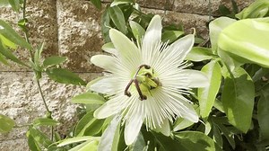 Maracujá, Passiflora, caerulea é uma planta: vídeo stock (100% livre de direitos) 3656634967 | Shutterstock