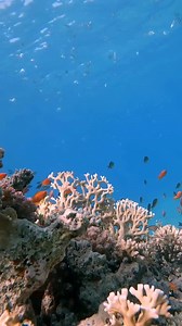 15K views · 1.4K reactions | To all the passionate scuba divers out there, what inspired you to take your first dive? Share your diving story with us!   IG 'sea.maestro' | PADI | Facebook