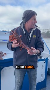 18K views · 63 reactions | Did you know lobsters are nearly immortal? Lobster facts you NEED to know! #lobster #seafood #food | Foodporn Eats | Facebook