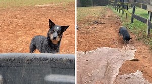 Farm Dog Is The Fastest Trench Digger In The West