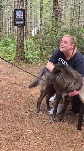 Please don't move without giving them a little Love!🥹🩷 . . . . #jenniferlopez #wolf #wolves #usa #alexandradaddario #AngelinaJolie #MeganFox #margotrobbie #love #chrisevans #ChristianBale #AnneHathway #BrieLarson #reelschallenge #ScarlettJohansson #elizabetholsen #JenniferLopez #JenniferAniston #JenniferLawrence #priyankachopra #KristenStewart #HaileeSteinfeld #emiliaclarke #galgadot #wonderwoman #DC #mcu #MeganFox #kyliejenner #kimkardashian #kendalljennerfansRating | Sarah Walker