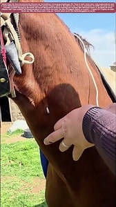 Ruhige Hand, heilende Nadel: Wenn der Tropf die Genesung bringt
