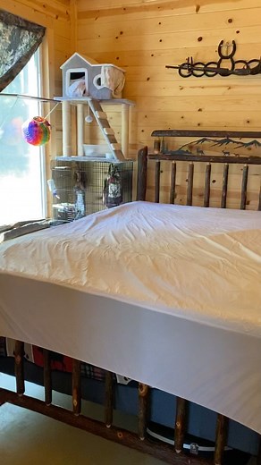 Momosquirrel on Instagram: "While we are in our cabin and while she is on her antibiotic,chloramphenicol (her pee and poop could make us really sick) she is going to be somewhat confined to this room. I’ve covered our bed with a water proof mattress cover to make life easier for us. Overall MoMo seems to be doing great 殺."