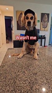 1.3M views · 24K reactions | Wasn't me!!! #dogstagram #dog #fashion #cutedog #bigdog #goldenretrieverlovers #pet #puppy #puppies #puppyvideo #puppyvideos #dogs #dogsofinstagram #bigdogs #goldenretrieversofinstagram #goldenretrieverlovers #cutedogs #funnydog #funnydogs #dogvideos #pets #viral #viralpost #viral2023 #viralshorts #viralreels2022 #reels #reelsfb #reelsviral | Sammy The Golden Retriever | Facebook