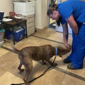 Sandra Maye loves to show her skills and Vet Asst Kayla couldn’t resist letting her do just that! This sweet girl is 5 years old and came to us as a stray. We do know that she is housebroken and got along great playing with a neutered male!! This sweet girl is so sweet, weighs 45 pounds and has great manners! We always recommend merry and greets with other dogs prior to adoption. Feel free to replay this one, and often!! We do!! ❤️❤️ #myicasrescue #adoptfromicas #cleartheshelters A283189 | Irede