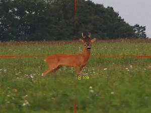 Lov medailového srnce | PARD DS35 LRF