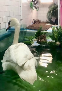 9.7K views · 491 reactions | Water Lily mallard and Nor’easter swan are working it out in the pool. As long as the big guy understands whose island it is, peace will prevail. It’s always nice to have someone to preen with. : Emily Einhorn | Wild Bird Fund | Facebook
