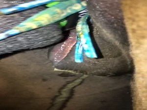 Horse gets her pussy masturbated in horse porn