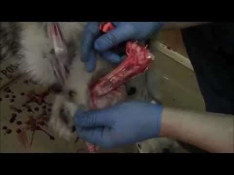 How to Skin A Wolf: Step by Step Guide