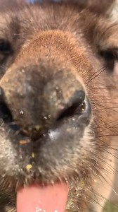 Like this post to boop the Kangaroo snoot! 🦘💚 | Australian Reptile Park