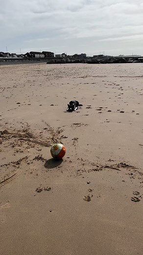 162 reactions · 16 shares | Barney eye stalks the ball | Stephen Kelleher | Facebook