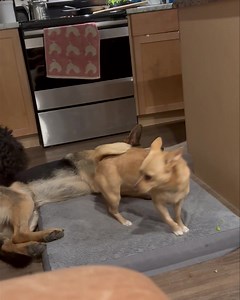 Markie the Jack-Chi is available for adoption! Markie is the sweetest girl you could imagine. She has so much love to give and is looking for the best people to provide her a forever home. Markie is currently fostered with a trainer to work on her leash skills and reactivity. She is doing super well!! She will however need an owner who understands her triggers, emotions and how to help her feel safe and confident. Markie will require a level of ongoing training to ensure you have the best dog po