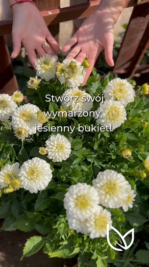 Zerwij swój bukiet - kto był z nami w kwietniu? 🌸 Kto pamięta morze kwitnących tulipanów i uśmiechy przy koszach pełnych kwiatów? 🍁 Teraz czas na jesienną odsłonę „Zerwij swój bukiet”! Pole pełne kolorowych dalii czeka na Was już 20–21 września przy siedzibie W.Legutko (Jutrosin). ✨ Zerwij swój wymarzony bukiet z setek odmian dalii! 📸 Uchwyć magiczne kadry wśród kwiatów i na stylizowanej ściance zdjęciowej. 🌱 Skorzystaj z warsztatów, kiermaszy (ogrodniczy rękodzieło) i odpocznij w strefie ga