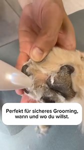 23 reactions · 5 comments | Nie wieder Kampf beim Pfoten trimmen!...