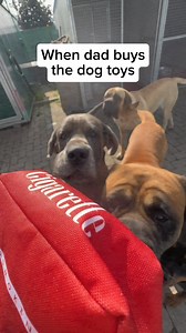 SHOPHURDSLE.COM - Don’t worry your dog won’t get addicted #dog #fypシviralシ2025 | Hurdsle