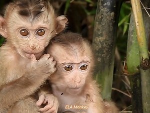 Two poor monkeys, poor brothers know how to take care of the blind | The Story Daily