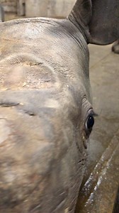 Our baby black rhino is getting a little braver every day! He has started approaching the keepers and becoming curious of them! His care team will slowly work on building a positive relationship with him (at his pace 😊) Want a chance to name the baby? Click here to learn more about the baby rhino shower - http://cincinnatizoo.org/events/rhino-baby-shower/ | Cincinnati Zoo & Botanical Garden