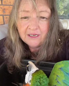 3.5K views · 319 reactions | Natural nest box defence from predators in parent started macaw chicks, they know they are birds …. the parents have been talking to them before they hatched…. #macaw #pet #bird | Macaws Australia | Facebook