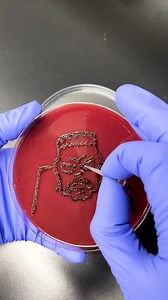 Drawing with bacteria? 🫣 | Craft Factory