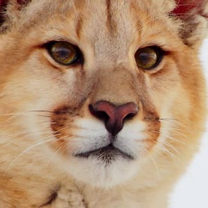 188K views | Seven Worlds One Planet | BBC Earth | Facebook