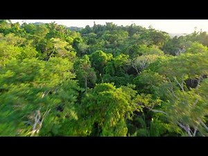 Welcome to The Belize Rainforest Reserve