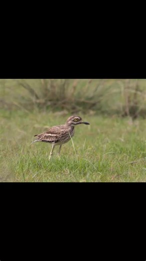 2K views · 50 reactions | #birdphotography #NatureNotes | Nature Notes | Facebook