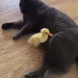 16K views · 580 reactions | Duck memes on Reels | Facebook