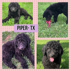 2.2K views · 90 reactions | UPDATE: Piper- TX has been adopted❣ Meet...