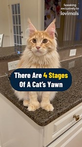 How my cat functions with extra toes 🤫 | Lovimals