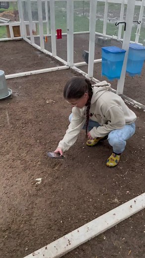 “Normal” chicken poop is a broad spectrum. Normal poops can vary in color, size, texture, and frequency. #poop #chickenpoop #chickens #hen #rooster #chickentok #weird #excrement #health #poultryfirstaid #fyp #foryou #foryoupage #chickenhealth #backyardflock #rainyday #rain #springstorms