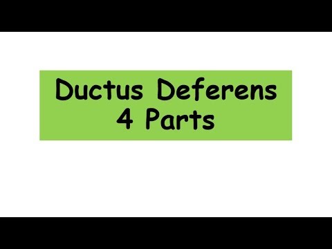 Ductus Deferens 4 parts #anatomy #biology #reproduction