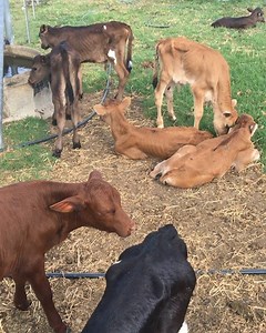 53 reactions |  #kirbyscalfrescue | Kirbys Calf Rescue | Facebook