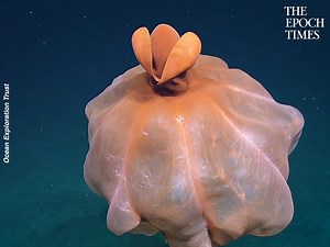 26K views · 161 reactions | Absolutely breathtaking! Credit: Ocean...