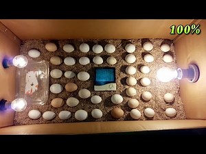 DIY How To Make Egg Incubator With CARDBOARD BOX Easy | Homemade Incubator For Chicken Eggs