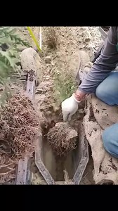 Satisfying ASMR Agriculture Oddly Satisfying Clips