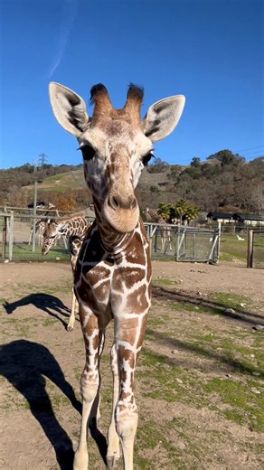 Looking for the perfect last-minute gift for the animal lover in your family? Look no further than the brand-new Safari West Adopt an Animal program! 🦒 🦏🐒🐆 Check out our website for more details. | Safari West