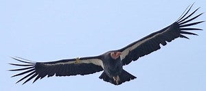 Condor - Alchetron, The Free Social Encyclopedia