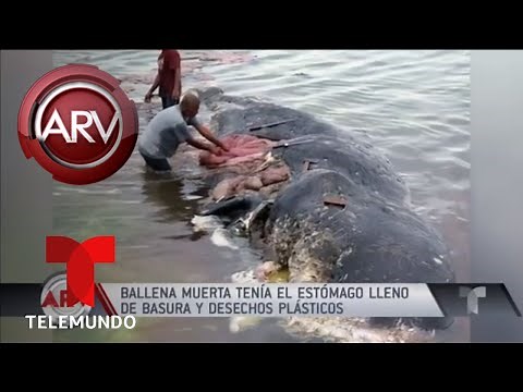 Encuentran una ballena muerta con basura en su estómago | Al Rojo Vivo | Telemundo